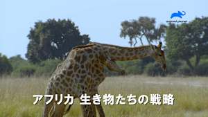 【見逃し】アフリカ 生き物たちの戦略
