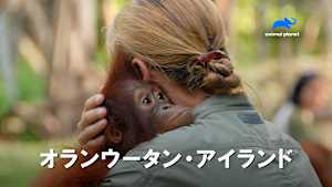 【見逃し】オランウータン・アイランド：孤児たちの健康チェック
