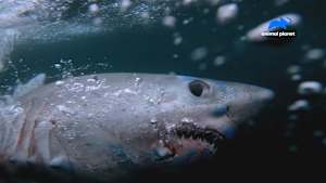 バミューダトライアングルの怪物