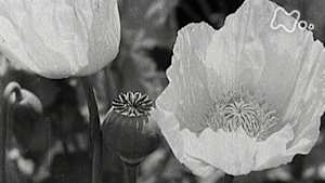 映像の世紀バタフライエフェクト　麻薬　世界を狂わせた欲望