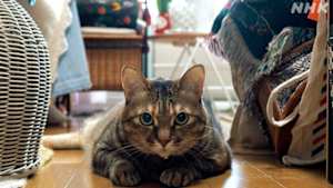 ネコメンタリー　猫も、杓子（しゃくし）も。　村山早紀と千花