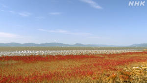 さわやか自然百景　佐賀　東よか干潟