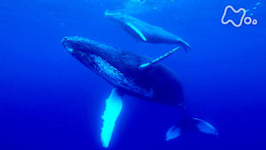 さわやか自然百景　鹿児島　沖永良部島の海