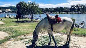世界ふれあい街歩き　恋と青春の楽園　ベトナム・ダラット