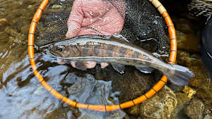 【追/見】渓流ギャラリー 名手が魅せるヤマメ釣り