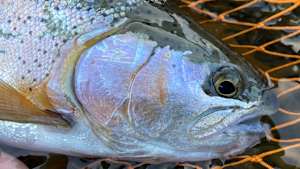 【追/見】TROUT QUEST 21 犀川のレインボー