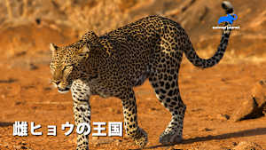 【見逃し】雌ヒョウの王国：狩りの極意