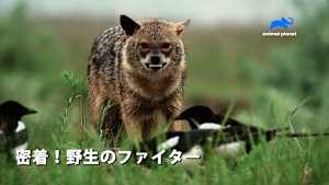 【見逃し】密着！野生のファイター：食