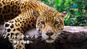 【見逃し】ワイルドキャット-野生の秘密-：アジア