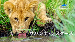 【見逃し】サバンナ・シスターズ