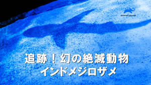 【見逃し】追跡！幻の絶滅動物 インドメジロザメ