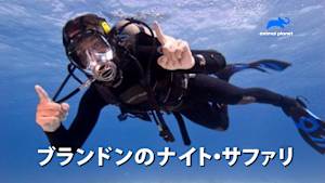 【見逃し】ブランドンのナイト・サファリ：パフアダー