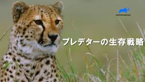 【見逃し】プレデターの生存戦略