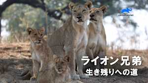 【見逃し】ライオン兄弟 生き残りへの道