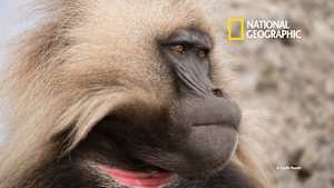 【見逃し】モンキー・ウォーズ／炎上！ハーレムの戦い