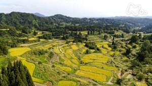 さわやか自然百景　新潟　十日町の丘陵