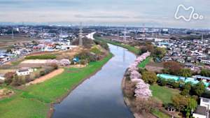 さわやか自然百景　埼玉　元荒川　春