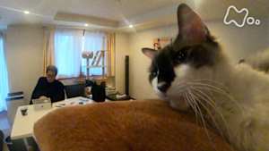 ネコメンタリー　猫も、杓子も。　尾崎将也とグーとばななとダリとロビンと鏑（かぶら）とさくら