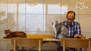 ネコメンタリー　猫も、杓子（しゃくし）も。　吉田修一と金ちゃん銀ちゃん