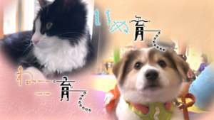 ねこ育て　いぬ育て