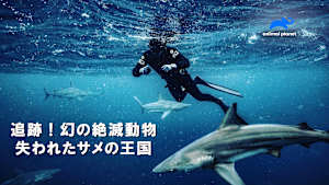 【見逃し】追跡！幻の絶滅動物 失われたサメの王国