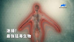 【見逃し】激撮！最強猛毒生物：砂漠と海の生物