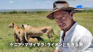 【見逃し】ケニア・マサイマラ：ライオンと生きる男：ライオンたちとの絆