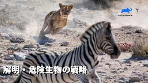 【見逃し】解明・危険生物の戦略：歯と爪