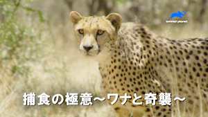 【見逃し】捕食の極意-ワナと奇襲-：巧妙な罠