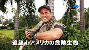 【見逃し】追跡！アメリカの危険生物：イタチザメ