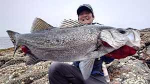 【追/見】シーバス無双 2 長崎県小値賀島／ヒラスズキ