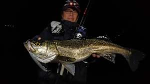 【追/見】Seabass Journey 47 和歌山県