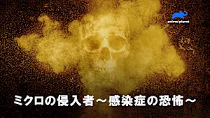 【見逃し】ミクロの侵入者-感染症の恐怖-：炭疽菌