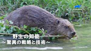 【見逃し】野生の知能-驚異の戦略と技術-：建築技術の驚異