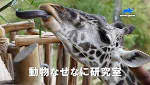 【見逃し】動物なぜなに研究室：Ep.10 犬／クモの脱皮／ザトウクジラ