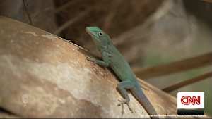 特別番組：絶滅危惧種の保護