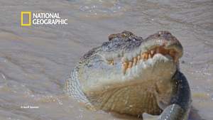 【見逃し】クロコダイル：オーストラリアの偉大なサバイバー