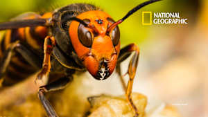 【見逃し】戦慄！殺人バチの巣窟