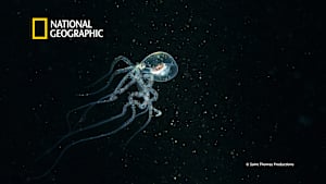 【見逃し】変幻！深海のエイリアンたち