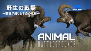 【見逃し】野生の戦場-環境が織りなす命の攻防-：湿地での対決