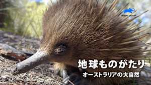 【見逃し】地球ものがたり：オーストラリアの大自然1