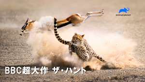 【見逃し】BBC超大作 ザ・ハント：命をかけたかくれんぼ