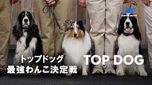 【見逃し】トップドッグ 最強わんこ決定戦 シーズン2：試される忠誠と知性（字）