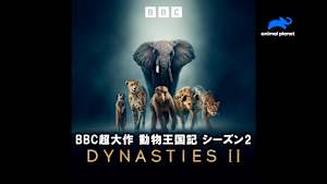 【見逃し】BBC超大作 動物王国記 シーズン2：ゾウ