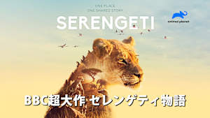 【見逃し】BBC超大作 セレンゲティ物語：侵略