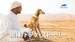 【見逃し】相棒 ドッグ・ストーリー：最強コンビの秘密