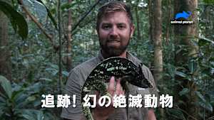 【見逃し】追跡！幻の絶滅動物：ニューファンドランドシロオオカミ
