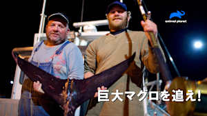 【見逃し】巨大マグロを追え！：大物を求めて（字）
