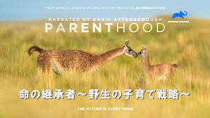 【見逃し】命の継承者-野生の子育て戦略-：命をつなぐ親たち
