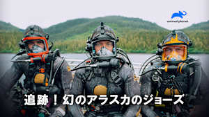 【見逃し】追跡！幻のアラスカのジョーズ